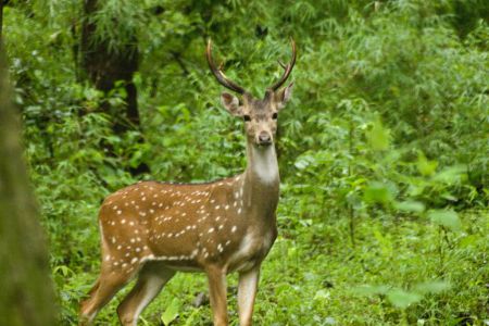 Arabithittu Wildlife Sanctuary - Tempo Traveller Mangalore