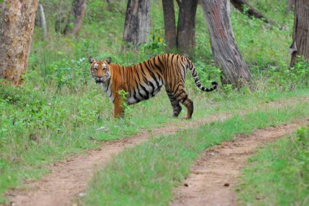 Bandipur National Park - Tempo Traveller Mangalore