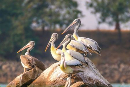 Ranganathittu Bird Sanctuary - Tempo Traveller Mangalore